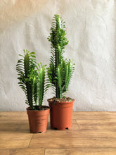 Load image into Gallery viewer, Euphorbia Trigona - Cathedral cactus
