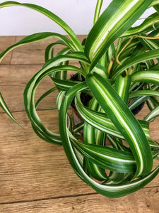 chlorophytum bonnie - Curly spider plant