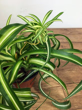 Load image into Gallery viewer, chlorophytum bonnie - Curly spider plant
