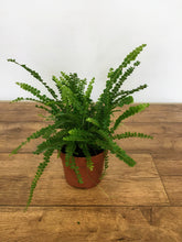 Load image into Gallery viewer, Nephrolepis cordifolia duffii - Lemon button fern
