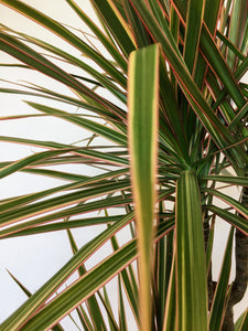 Dracaena marginata bicolor - Dragon plant (multi stem)