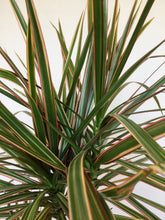 Load image into Gallery viewer, Dracaena marginata bicolor - Dragon plant (multi stem)
