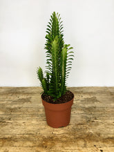 Load image into Gallery viewer, Euphorbia Trigona - Cathedral cactus
