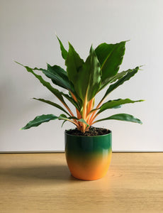 Chlorophytum Orchidastrum - Green Orange/Manadarin Plant
