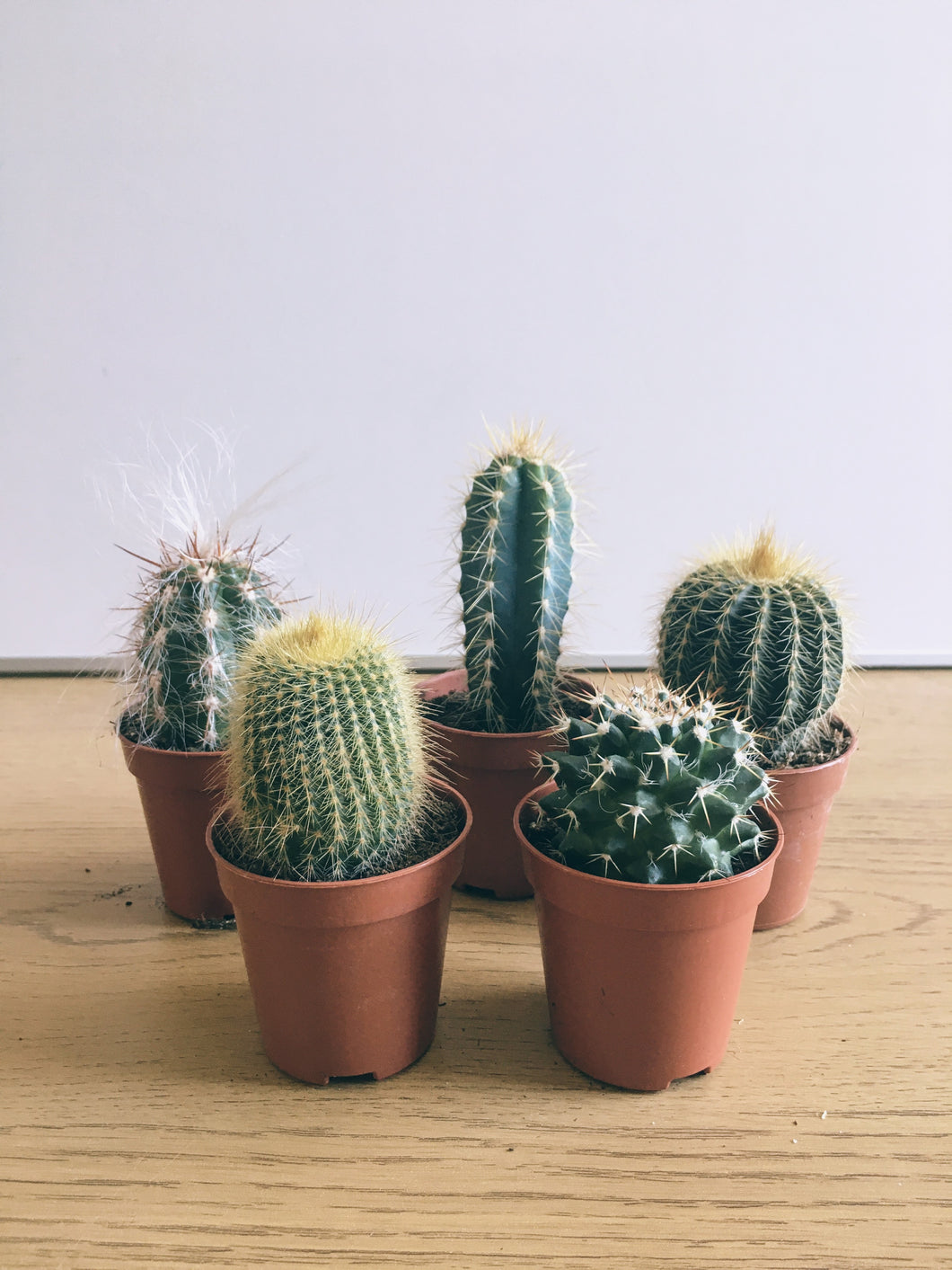 Set of 5 mini cactus or Succulents