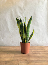 Load image into Gallery viewer, Sansevieria laurentii - Snake plant

