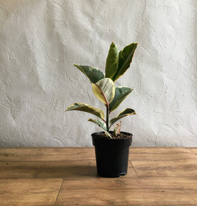 Ficus elastica 'Tineke' - Rubber plant
