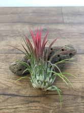Load image into Gallery viewer, Ionantha  Red - Air Plant

