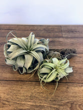 Load image into Gallery viewer, Xerographica - Air Plant
