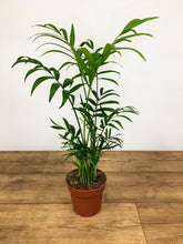 Load image into Gallery viewer, Chamaedorea elegans - Parlour Palm
