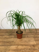 Load image into Gallery viewer, Beaucarnea recurvata - Pony tail palm
