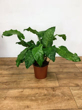 Load image into Gallery viewer, Calathea Musaica &#39;network&#39;
