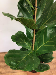 Ficus lyrata - Fiddle leaf fig