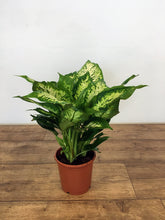Load image into Gallery viewer, Dieffenbachia Compacta - Dumb Cane
