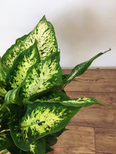Load image into Gallery viewer, Dieffenbachia Compacta - Dumb Cane
