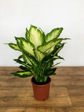 Load image into Gallery viewer, Dieffenbachia camilla - Dumb cane
