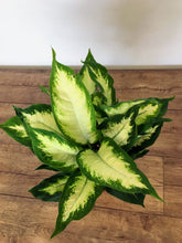 Load image into Gallery viewer, Dieffenbachia camilla - Dumb cane
