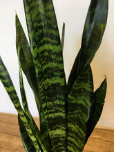 Load image into Gallery viewer, Sansevieria zeylanica- Snake plant
