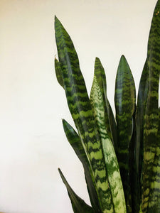 Sansevieria zeylanica- Snake plant