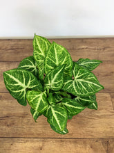 Load image into Gallery viewer, Syngonium White Butterfly - Arrowhead Vine
