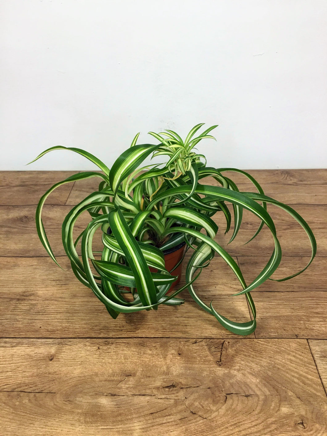 chlorophytum bonnie - Curly spider plant