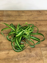Load image into Gallery viewer, chlorophytum bonnie - Curly spider plant
