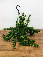 Load image into Gallery viewer, Aeschynanthus rasta - Lipstick plant

