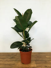 Load image into Gallery viewer, Ficus elastica Robusta - Rubber Plant

