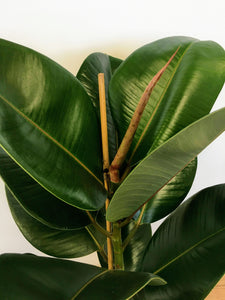 Ficus elastica Robusta - Rubber Plant