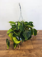 Load image into Gallery viewer, Philodendron scandens Brasil - Sweet heart plant
