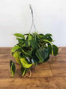 Philodendron scandens Brasil - Sweet heart plant