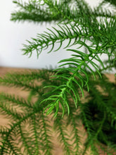 Load image into Gallery viewer, Araucaria heterophylla - Norfolk Island Pine
