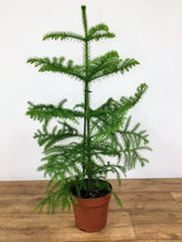 Load image into Gallery viewer, Araucaria heterophylla - Norfolk Island Pine
