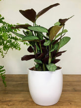 Load image into Gallery viewer, Elegant White Plant Pot
