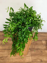Load image into Gallery viewer, Aeschynanthus Japhrolepis - Lipstick plant
