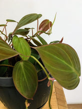 Load image into Gallery viewer, Philodendron micans - Velvet leaf philodendron
