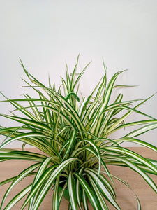 Chlorophytum - Spider Plant