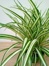 Load image into Gallery viewer, Chlorophytum - Spider Plant
