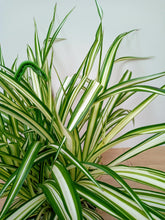 Load image into Gallery viewer, Chlorophytum - Spider Plant
