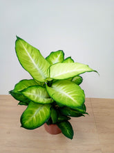 Load image into Gallery viewer, Dieffenbachia &#39;Summer Style&#39; - Dumb cane
