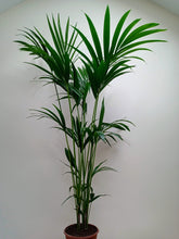 Load image into Gallery viewer, Howea Forsteriana - Kentia Palm
