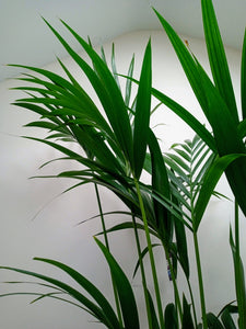 Howea Forsteriana - Kentia Palm