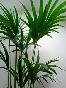 Howea Forsteriana - Kentia Palm