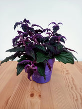 Load image into Gallery viewer, Gynura aurantiaca - Purple passion plant
