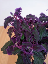 Load image into Gallery viewer, Gynura aurantiaca - Purple passion plant
