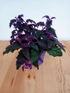 Gynura aurantiaca - Purple passion plant