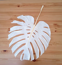 Load image into Gallery viewer, Preserved Bleached Monstera Leaf
