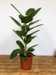 Ficus benghalensis - Ficus Audrey