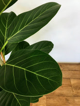 Load image into Gallery viewer, Ficus benghalensis - Ficus Audrey
