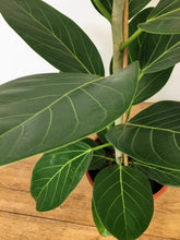 Load image into Gallery viewer, Ficus benghalensis - Ficus Audrey
